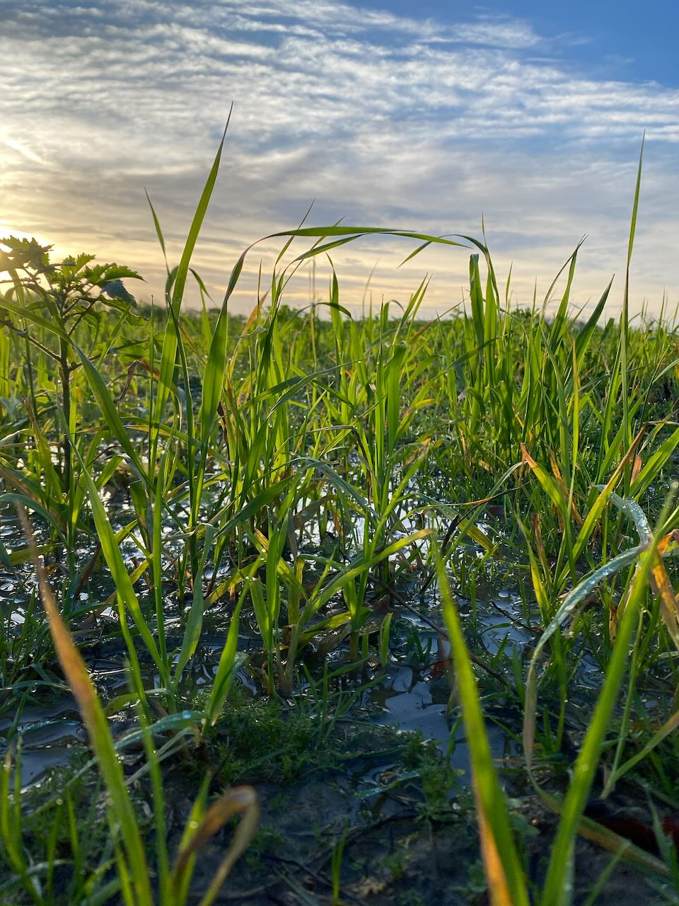 Wide sky over flat fields